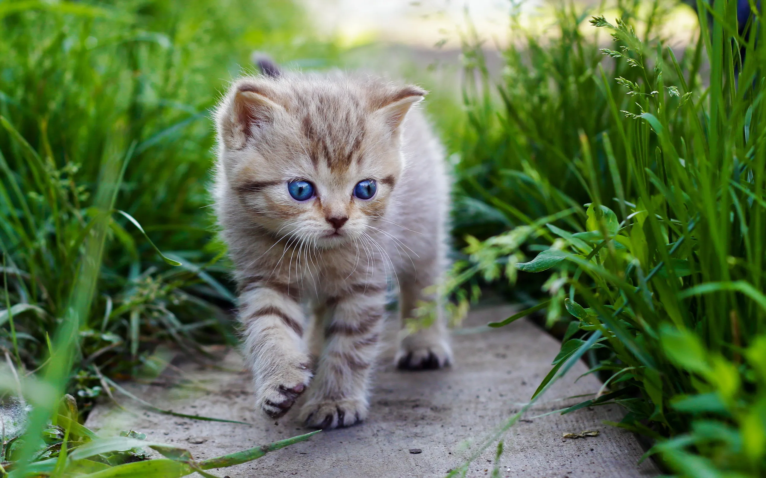 猫先生的宠物家听：为您的宠物提供最贴心的照顾
