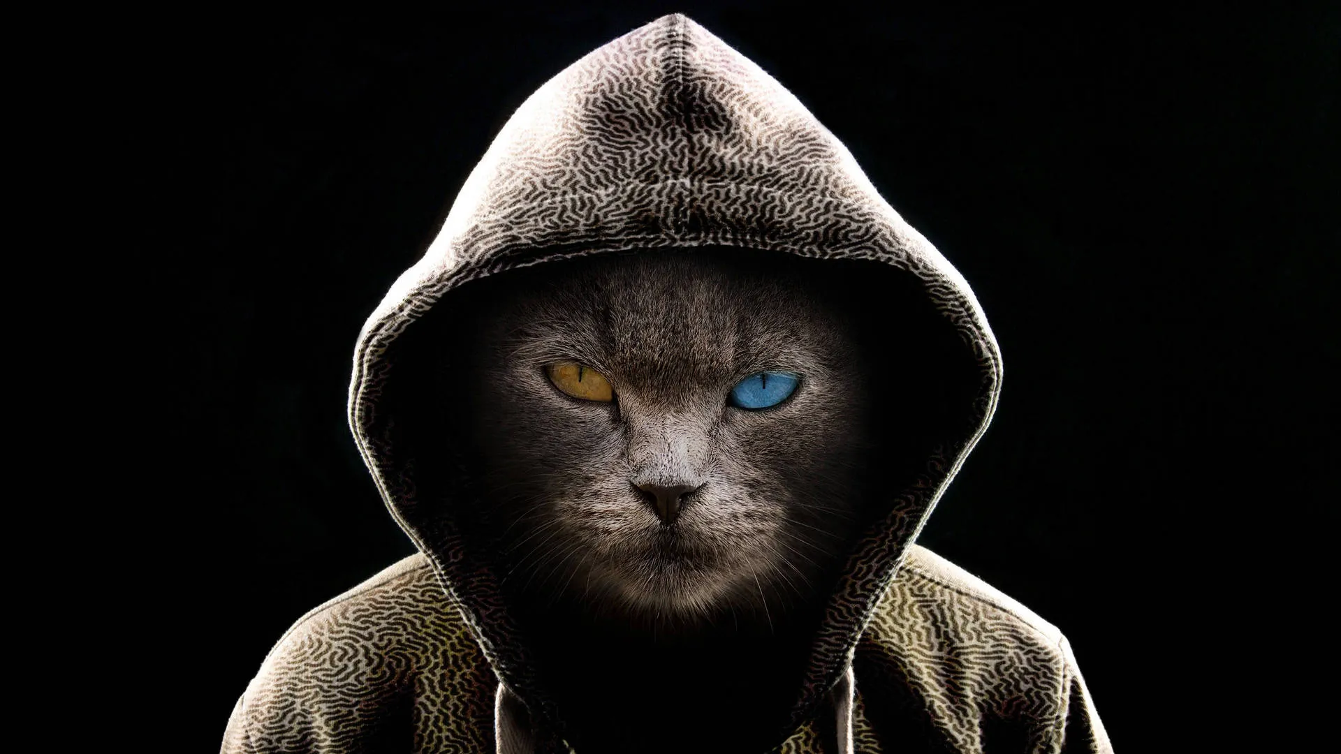 猫先生英语老师个人背景资料